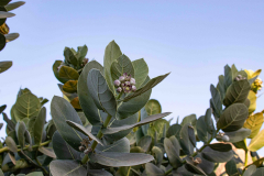 Aegypten-Nilkreuzfahrt-150