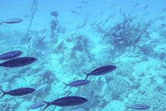 Aegypten-Nilkreuzfahrt-252