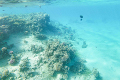 t/sdcard/DCIM/100GOPRO/GOPR0185