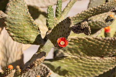 Aegypten-Nilkreuzfahrt-272