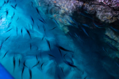 Tossa de Mar Urlaub 2022