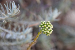Tossa de Mar Urlaub 2022