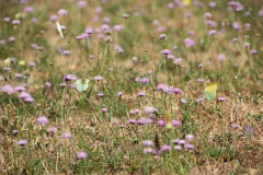 Tossa de Mar Urlaub 2022
