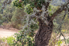 Tossa de Mar Urlaub 2022