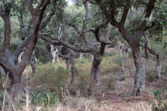 Tossa de Mar Urlaub 2022