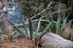 Tossa de Mar Urlaub 2022